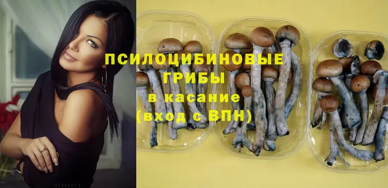 Галлюциногенные грибы Psilocybine cubensis  что такое   Аркадак 